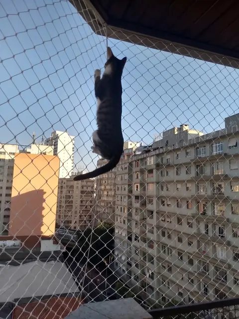 Gato subindo na rede de proteção de uma sacada de andar alto