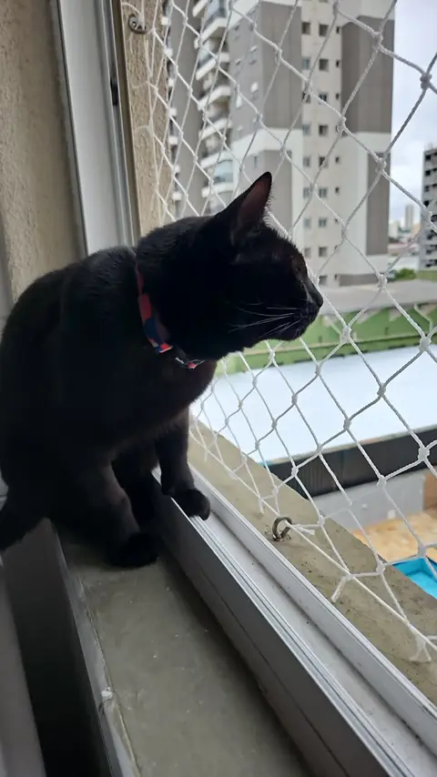 Gato preto no parapeito da janela, protegido pela rede