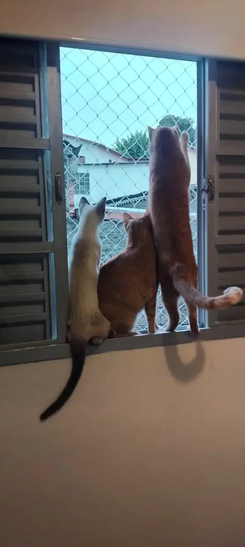 Dois gatos na janela olhando a rua através da rede de proteção